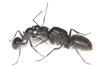 Polyrhachis lamellidens queen, Camponotus japonicus queen, Taku Shimada (3).jpg