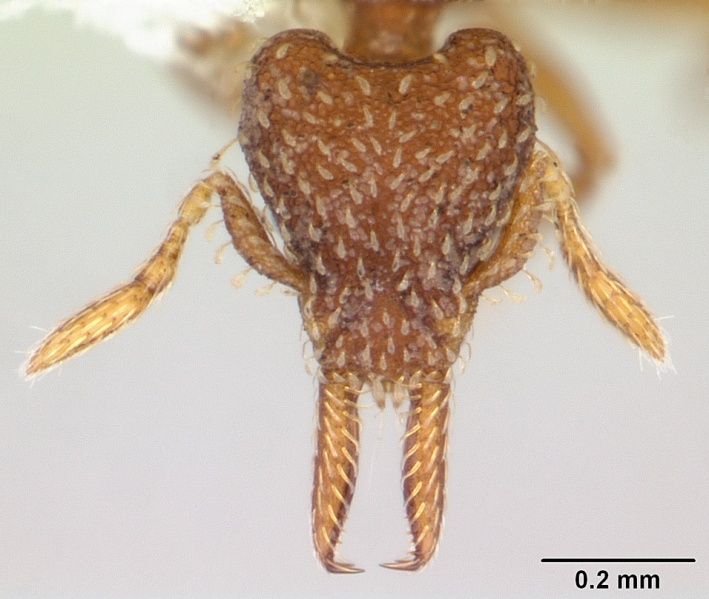 File:Pyramica subedentata casent0178121 head 1.jpg