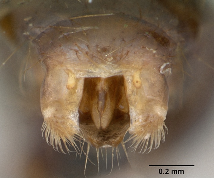 File:Solenopsis geminata casent0173276 profile 3.jpg