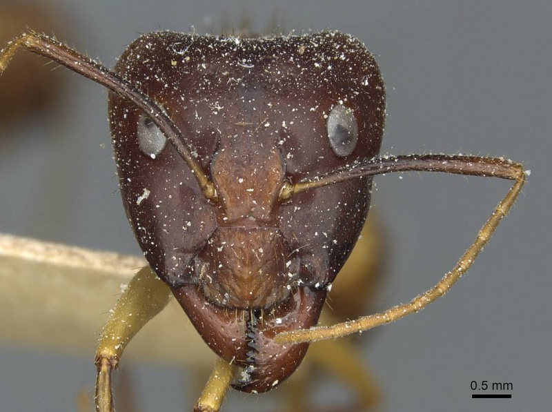 File:Camponotus fumidus casent0911945 h 1 high.jpg