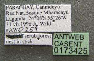 Camponotus iheringi casent0173425 label 1.jpg