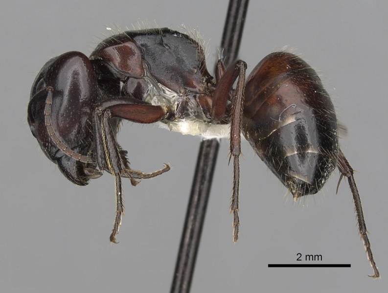 File:Camponotus rubiginosus casent0280217 p 1 high.jpg