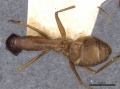 Camponotus zenon casent0910039 d 1 high.jpg