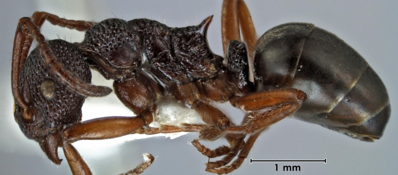 File:Dolichoderus ruficornis ANIC32-060477 side 25-Antwiki.jpg