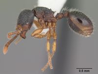 Myrmecina americana casent0104118 profile 1.jpg