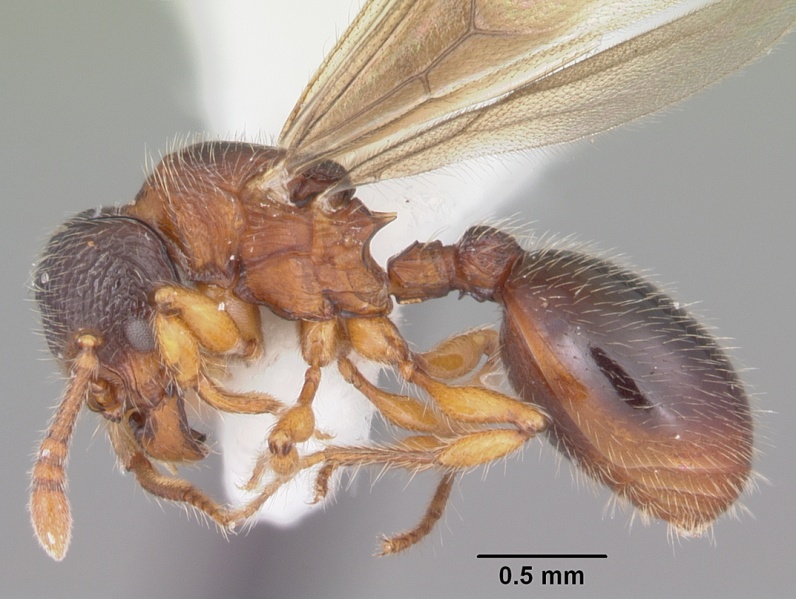 File:Myrmecina americana casent0104119 profile 1.jpg