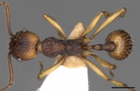 Myrmica draco D casent0900290.jpg