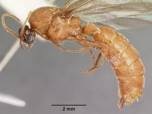 Neivamyrmex fuscipennis casent0104679 profile 1.jpg