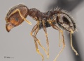 Pheidole clydei soldier hal.jpg