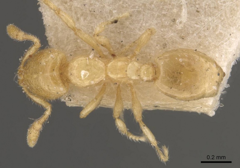 File:Solenopsis abjectior casent0908829 d 1 high.jpg