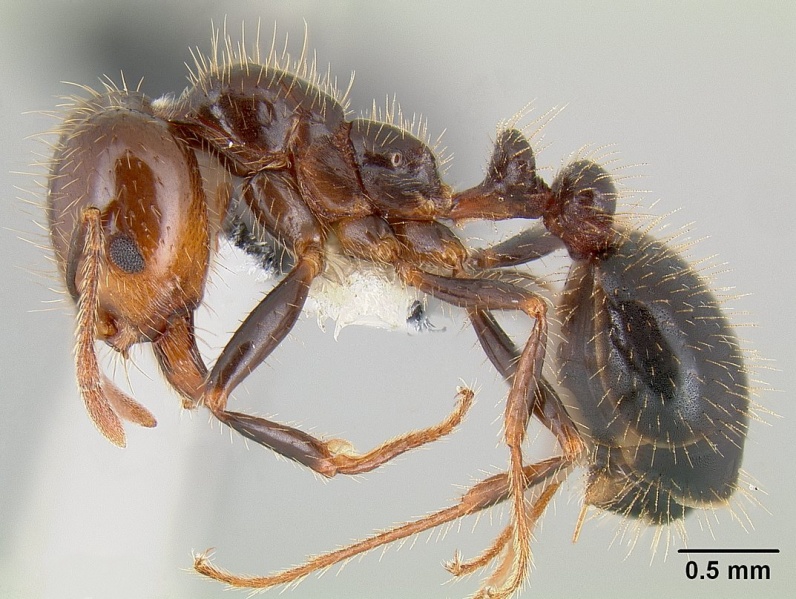 File:Solenopsis xyloni casent0106041 profile 1.jpg