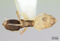 Tapinoma melanocephalum casent0173215 dorsal 1.jpg