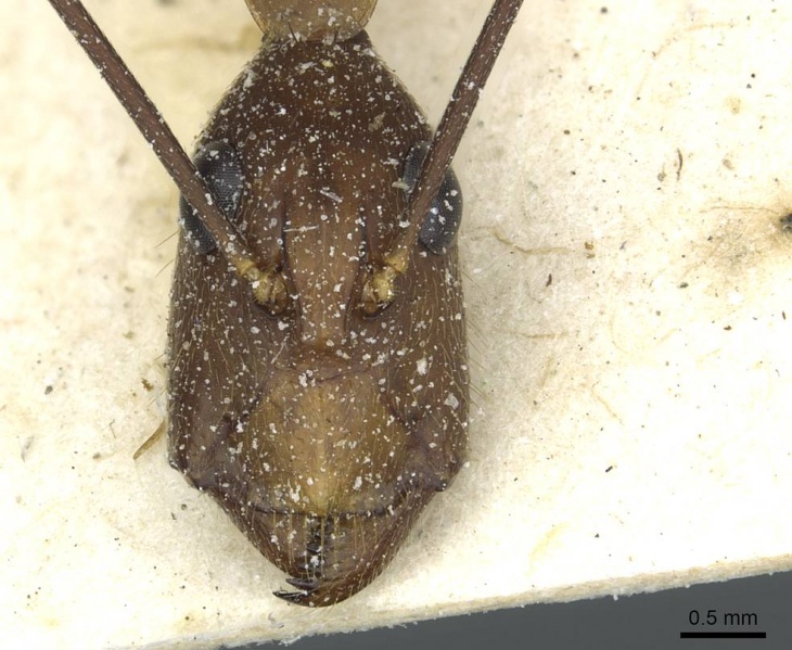 File:Camponotus langi casent0911962 h 1 high.jpg