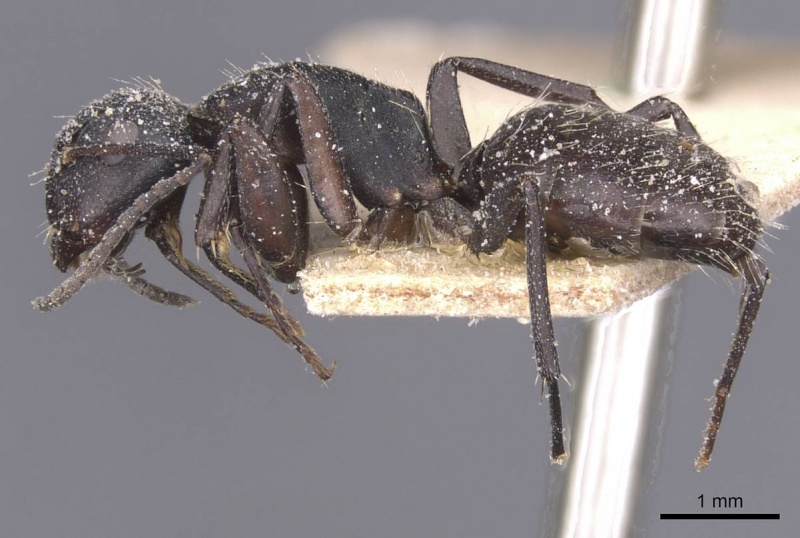 File:Camponotus olivieri casent0911842 p 1 high.jpg