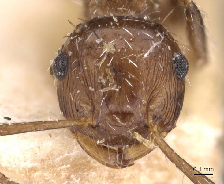 File:Crematogaster lutzi casent0908439 h 1 high.jpg