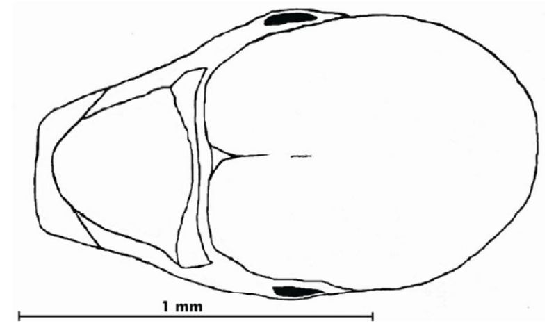 File:Crematogaster schmidti 11.jpg