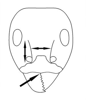 Iridomyrmex Key Couplet 5 left-Antwiki.jpg