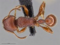 Mcz-ent00669019 Pogonomyrmex imberbiculus had.jpg