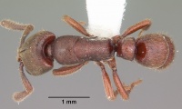Pachycondyla sjostedti casent0102999 dorsal 1.jpg