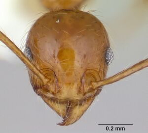 Pheidole chrysops casent0178011 head 1.jpg