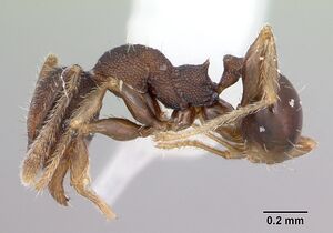 Pheidole recondita casent0173103 profile 1.jpg