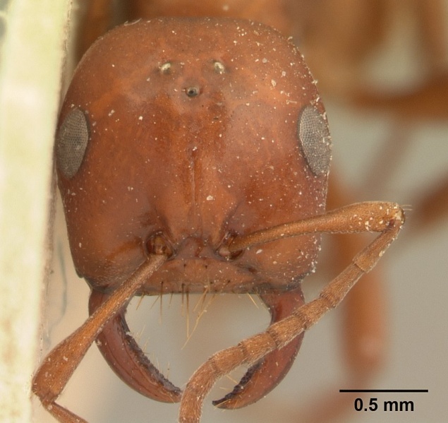 File:Polyergus mexicanus casent0179560 h 1 high.jpg