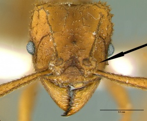 Trachymyrmex carinatus key 4b.jpg