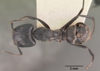Camponotus arminius casent0102445 dorsal 1.jpg