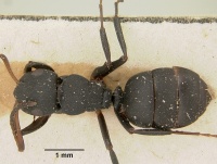 Camponotus edmondi casent0101384 dorsal 1.jpg