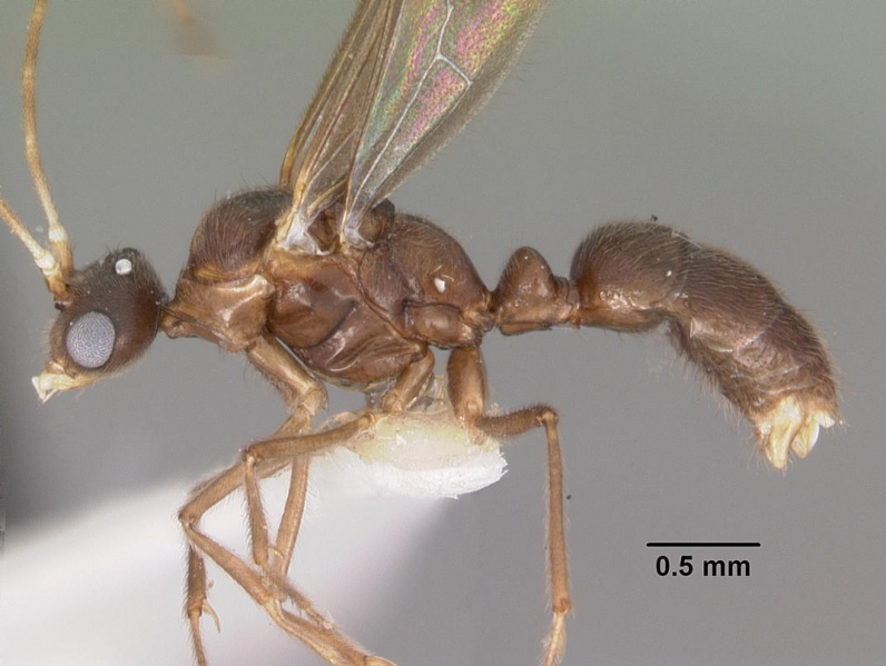 File:Hypoponera sakalava casent0102276 profile 1.jpg