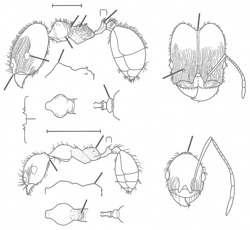 Pheidole amata Wilson 2003.jpg