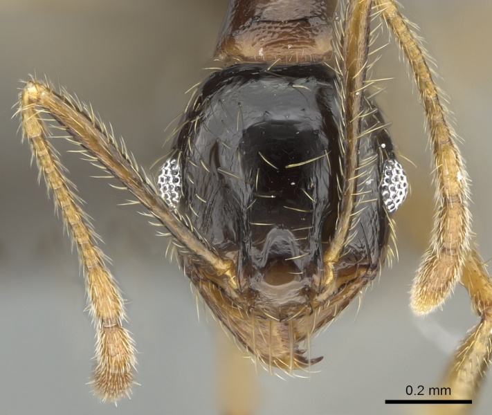 File:Pheidole komori casent0319245 h 1 high.jpg