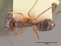 Camponotus dufouri casent0101644 dorsal 1.jpg