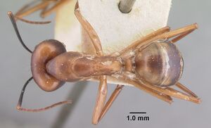 Camponotus maculatus casent0101747 dorsal 1.jpg