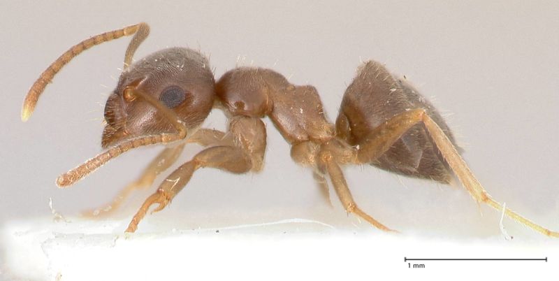 File:Lasius piliferus focol0753 p 1 high.jpg