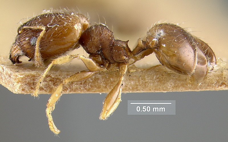 File:MCZ-ENT00020754 Pheidole moerens-hal.jpg