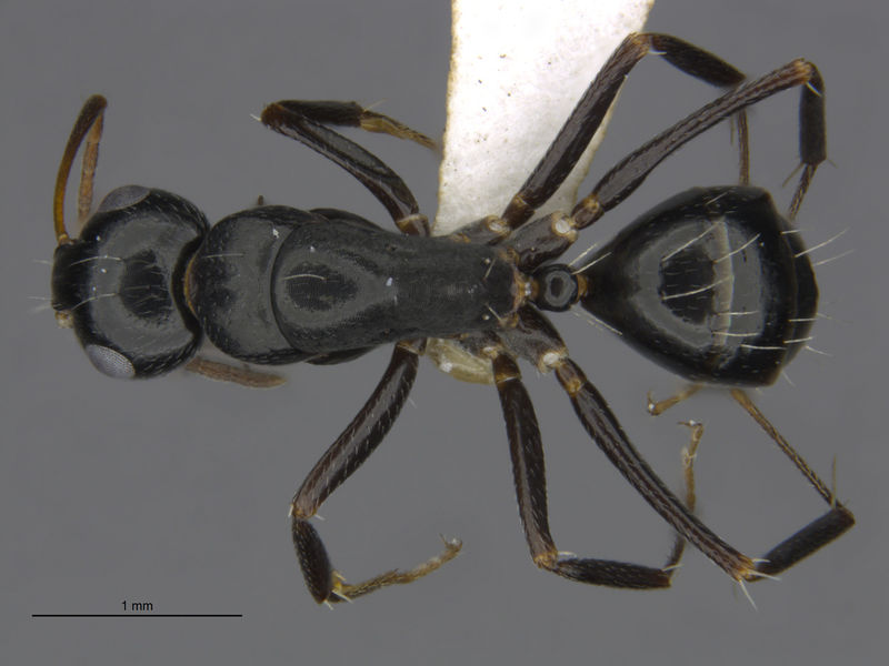 File:MCZ-ENT00529056 Camponotus sp20 had.jpg