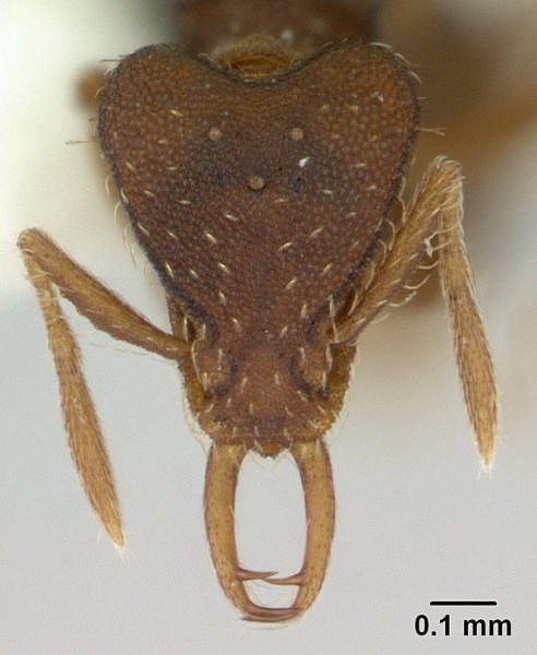 File:Strumigenys perplexa casent0178872 head 1.jpg