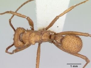 Trachymyrmex nogalensis casent0103490 dorsal 1.jpg