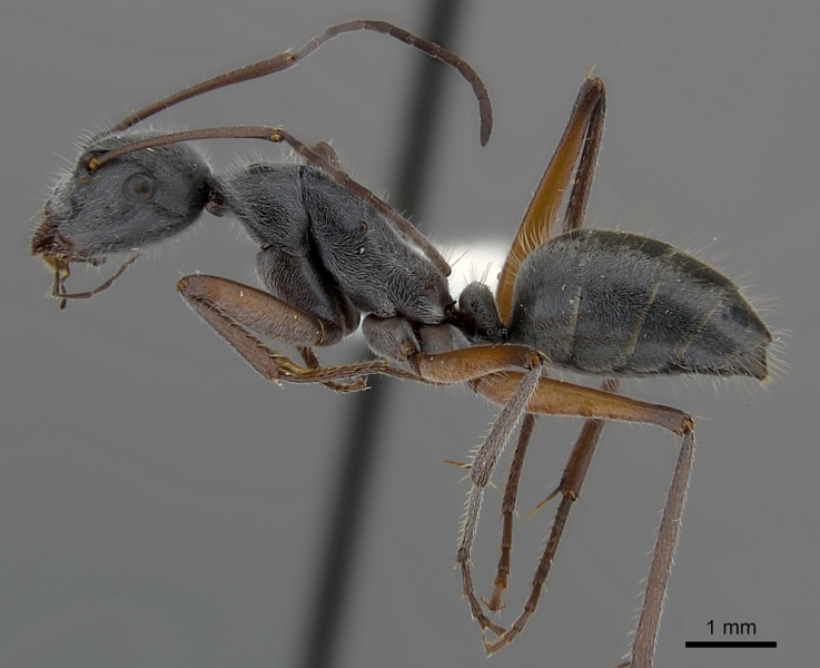 File:Camponotus cinereus casent0217628 p 1 high.jpg