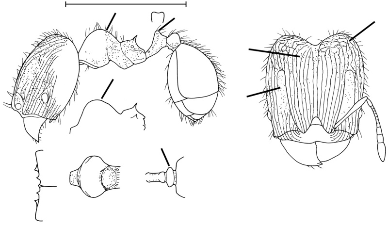 File:File-Pheidole ademonia Figure.jpg