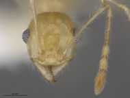 MCZ-ENT00301443 Pheidole noar min hef.jpg