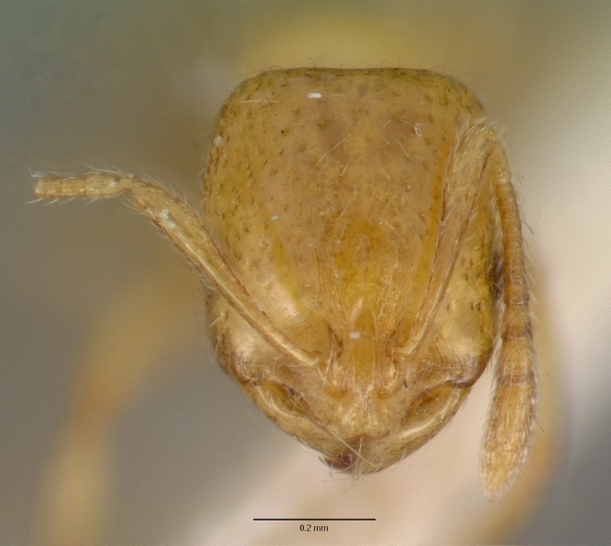 File:Monomorium leae casent0008621 head 1.jpg