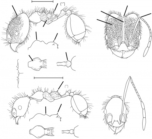 Pheidole rubiceps Wilson 2003.jpg