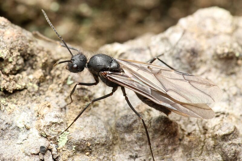 File:Polyrhachis lamellidens male, Taku Shimada (1).jpg