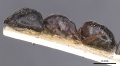 Camponotus alii casent0911896 p 1 high.jpg
