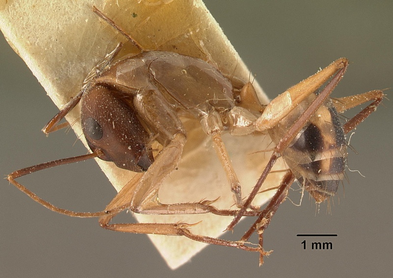 File:Camponotus maculatus casent0101183 profile 1.jpg