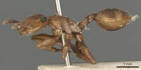 Cephalotes umbraculatus P casent0900238.jpg