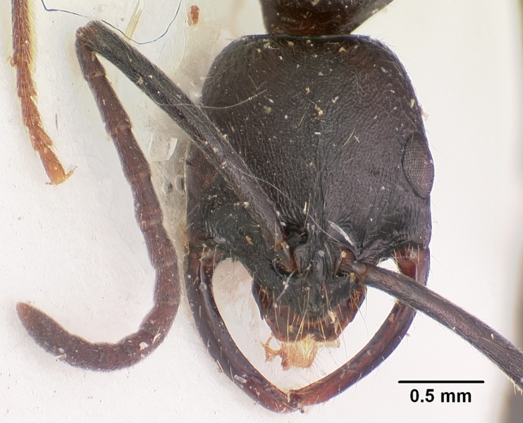 File:Leptogenys incisa casent0102414 head 1.jpg