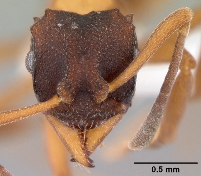 File:Mycetarotes parallelus casent0010817 head 1.jpg